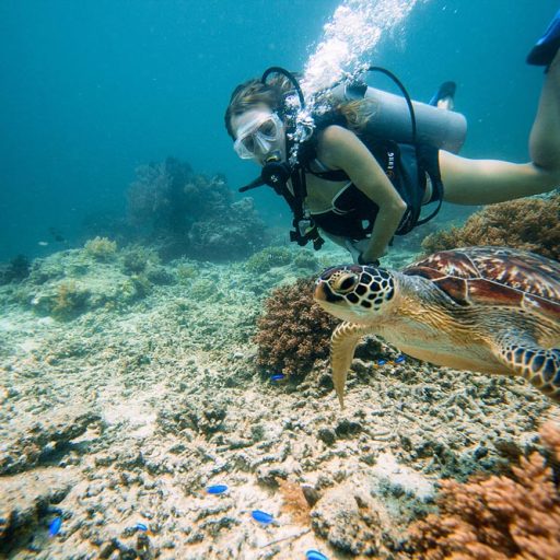 It's been said before, but sea turtles really do look like they're flying when you see them underwater.