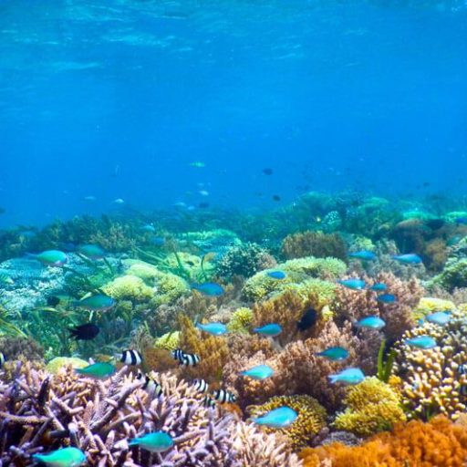 thumbs_tour_gili_snorkeling_02